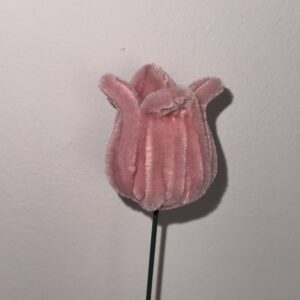 Tulipan