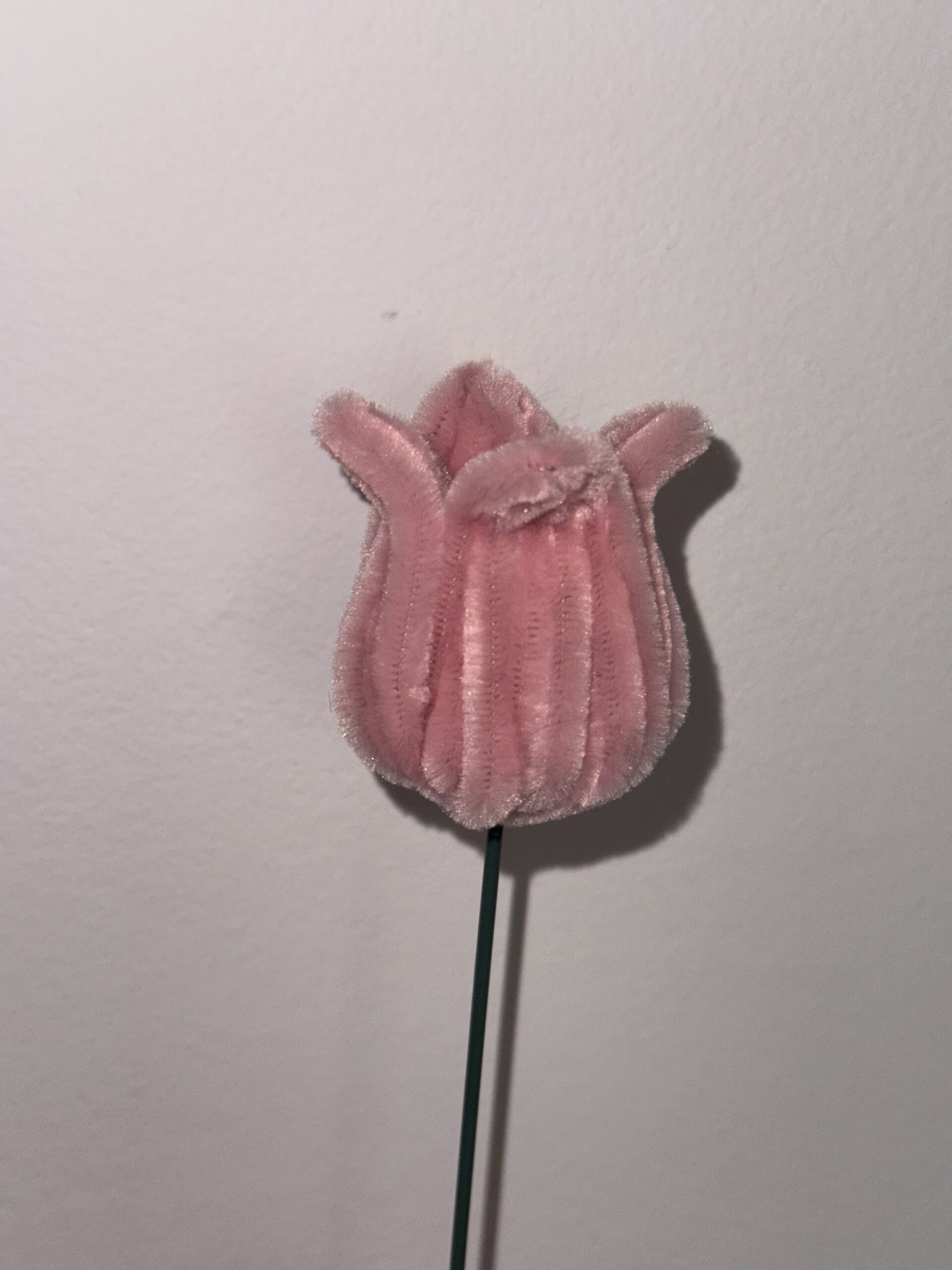 Tulipan